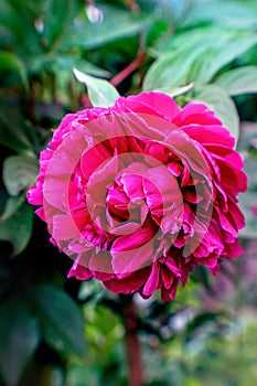 Pink peony blossom in summer