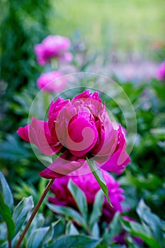 Pink peony blossom in summer