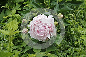 Pink peony