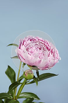 Pink peony on a blue background