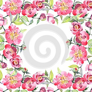 Pink peony bouquet floral botanical flowers. Watercolor background illustration set. Frame border ornament square.