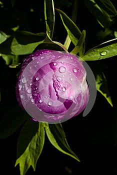 Pink peony bud with rain drops
