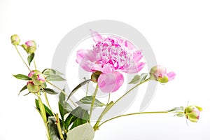 Pink peony with buds isolated on white background