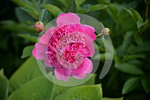 Pink peony with buds in summer garden on sunny day