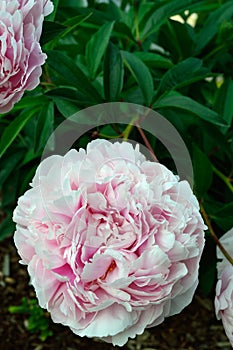 Pink peony bush in the garden paeonia vertical