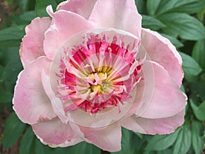 Rosa peonia da vicino 