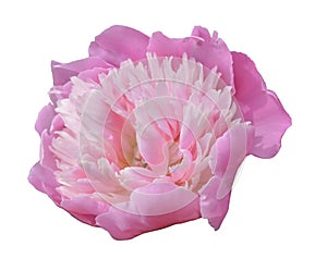 Pink peony closeup, flower on white background, isolate