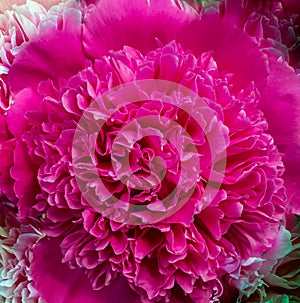 Pink peony closeup, macro flower texture, colorful pattern