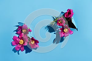 Pink Peony evading in holes in paper on blue background