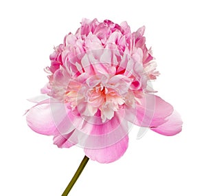 Pink peony flower