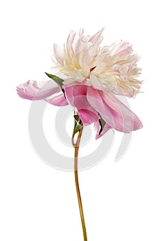 Pink peony flower