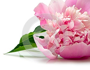 Pink peony flower