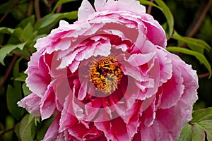 Pink Peony Flower