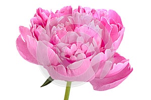 Pink peony flower