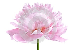 Pink peony flower