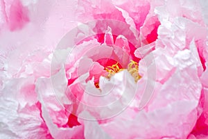 Pink peony flower