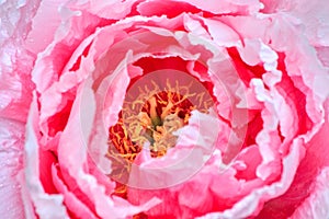 Pink peony flower