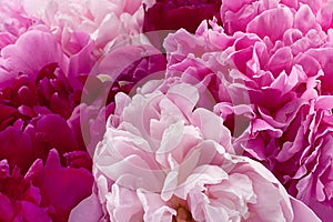 Pink peony flower background