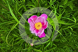 Pink Peony Flower. And beautiful background of green leaves
