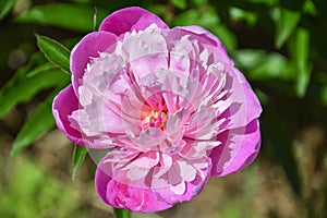 Pink peony flower. And beautiful bokeh of green leaves