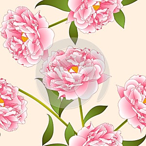 Pink Peony Flower on Beige Ivory Background. Vector Illustration