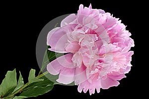 Pink peony flower on black