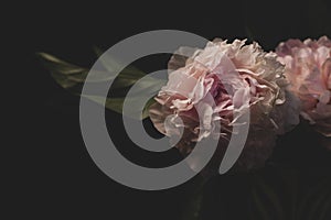 Pink peony flower on black background. Beautiful botanical floral design. Creative minimalism dark and moody style