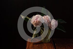 Pink peony flower on black background. Beautiful botanical floral design. Creative minimalism dark and moody style