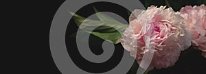 Pink peony flower black background. Beautiful botanical floral design. Creative minimalism dark moody style site header