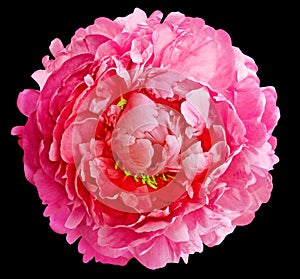 Pink peony flower  on  black  isolated background with clipping path. Closeup.