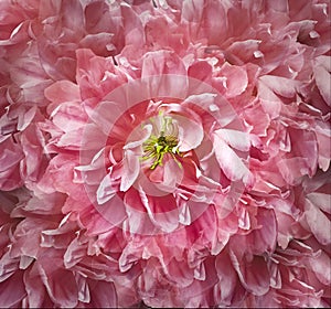 Pink  peony  flower  on black isolated background with clipping path. Closeup. For design.