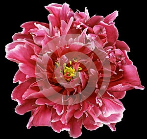 Pink peony flower on black isolated background with clipping path. Closeup. For design.