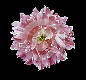 Pink  peony  flower  on black isolated background with clipping path. Closeup. For design. Nature