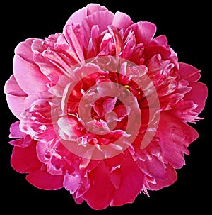 Pink peony flower on black isolated background with clipping path.  For design.  Closeup.