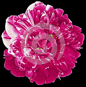 Pink peony flower on black isolated background with clipping path.  For design.  Closeup.