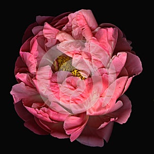 Pink peony flower bloom