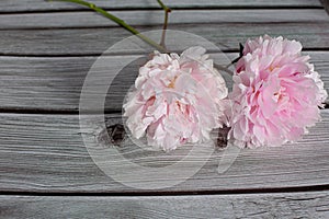 Pink peony flower in bloom with many petals close up still isolated on a grey wooden backgroundPink peony flower in bloom with man