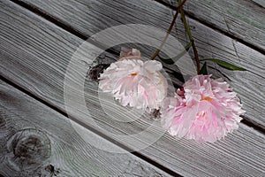 Pink peony flower in bloom with many petals close up still isolated on a grey wooden backgroundPink peony flower in bloom with man