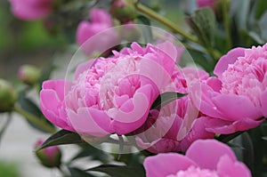 Pink peony flower blossoming in spring