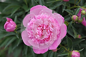 Pink peony flower blossoming in spring