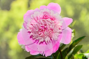Pink peony flower with bud, bokeh blur background, genus Paeonia, family Paeoniaceae