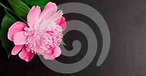Pink peony flower close up on black background