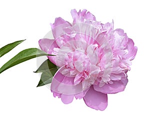 Pink peony flower close up on white background. Isolate