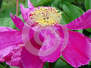 Pink Peony flower closeup showing petals and yellow stamen