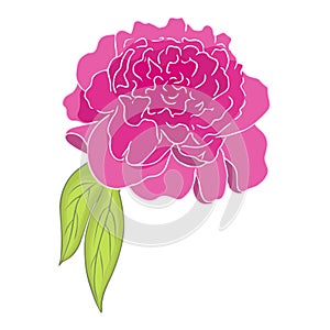 pink peony flower. colored sketch of peony. Graphic  illustration of peony isolated on white backdrop. peony hand drawn.