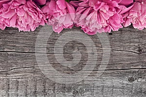 Pink peony flower on dark rustic wooden background with copy spa