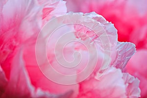 Pink peony flower detail