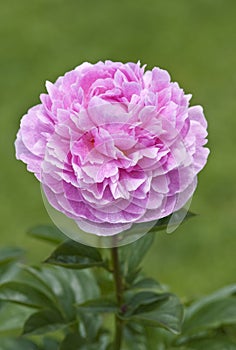 Pink peony flower - The Fawn