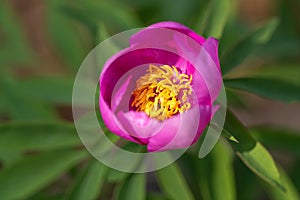 Pink peony wild flower peonies flowers peonie paeonia paeony peon garden wedding yellow bush purple blossom single peonia close up photo