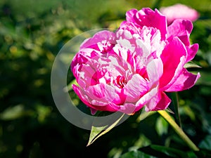 Pink peony flower on green garden background